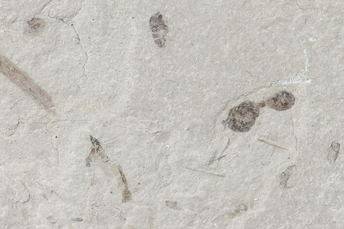 Fossil Ant, Wasp, Crane Fly - Green River Formation, Utah #109109